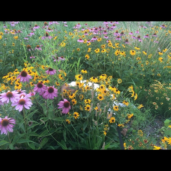 Meet your Posher, Marley - Picture 4 of 5